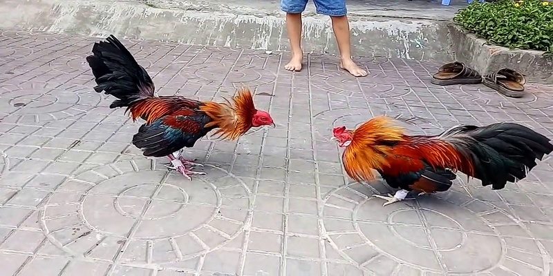 Chia Sẻ Cách Chăm Sóc Gà Đá Chuẩn Từ Các Chuyên Gia 3 Chế độ luyện tập thể lực phù hợp với thể trạng gà