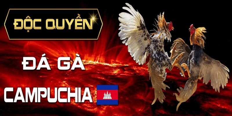 Những Hình Thức Đá Gà Campuchia Tại SHBET Phổ Biến Nhất 1 Tìm hiểu về đá gà Campuchia