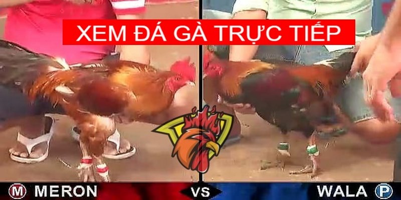 Những Hình Thức Đá Gà Campuchia Tại SHBET Phổ Biến Nhất 3 Kinh nghiệm chơi đá gà Campuchia hiệu quả tại SHBET