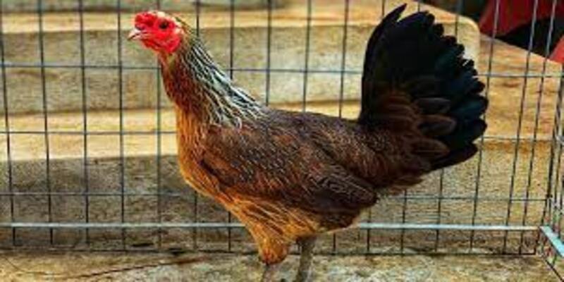 Chạng Gà Là Gì? Cách Xác Định Chạng Gà Đúng Nhất Cho Cược Thủ 1 Một số thông tin về Chạng gà