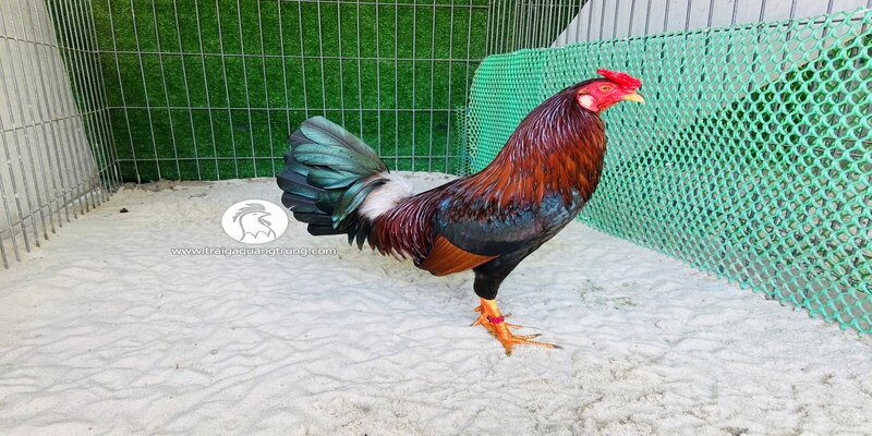 Gà Asil Là Gì Và Những Đặc Điểm Nổi Bật Khi Thi Đấu 3 Một số dòng gà Asil phổ biến hiện nay
