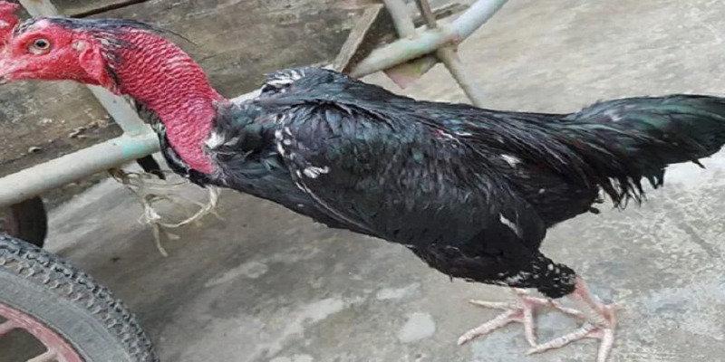 Gà Ô Chân Trắng Mỏ Ngà - Giải Mã Những Thông Tin Chi Tiết 3 Gà chọi ô chân trắng mỏ ngà thuộc mệnh gì?