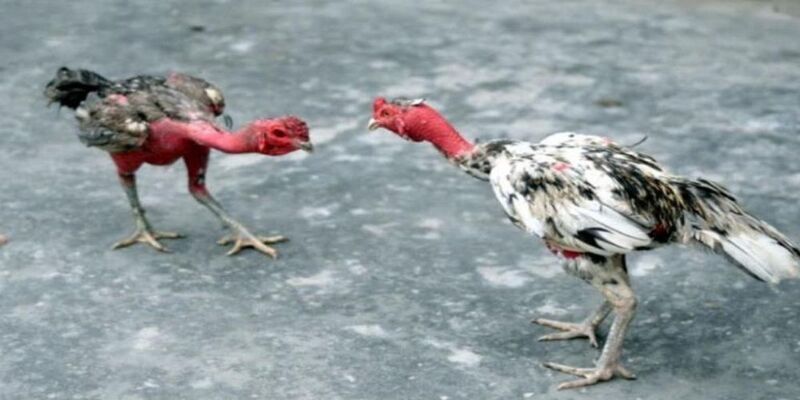 Cách Vần Gà Chọi Không Bị Ốm Và Những Điều Cần Lưu Ý 3 Lưu ý khi chọn đối thủ và bảo hộ cho gà chọi