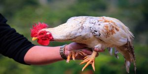Đặc điểm nổi trội và hạn chế của gà